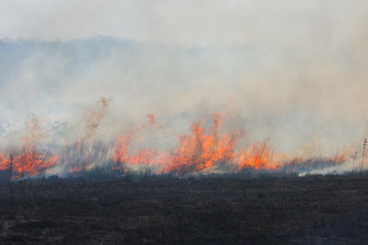 Incendio forestal